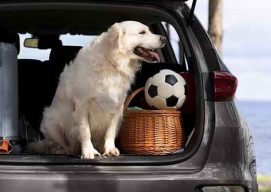 viajar con perros