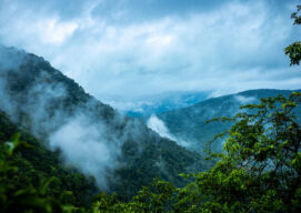 Nubes sobre la selva